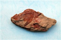 藏品(植物化石)的圖片